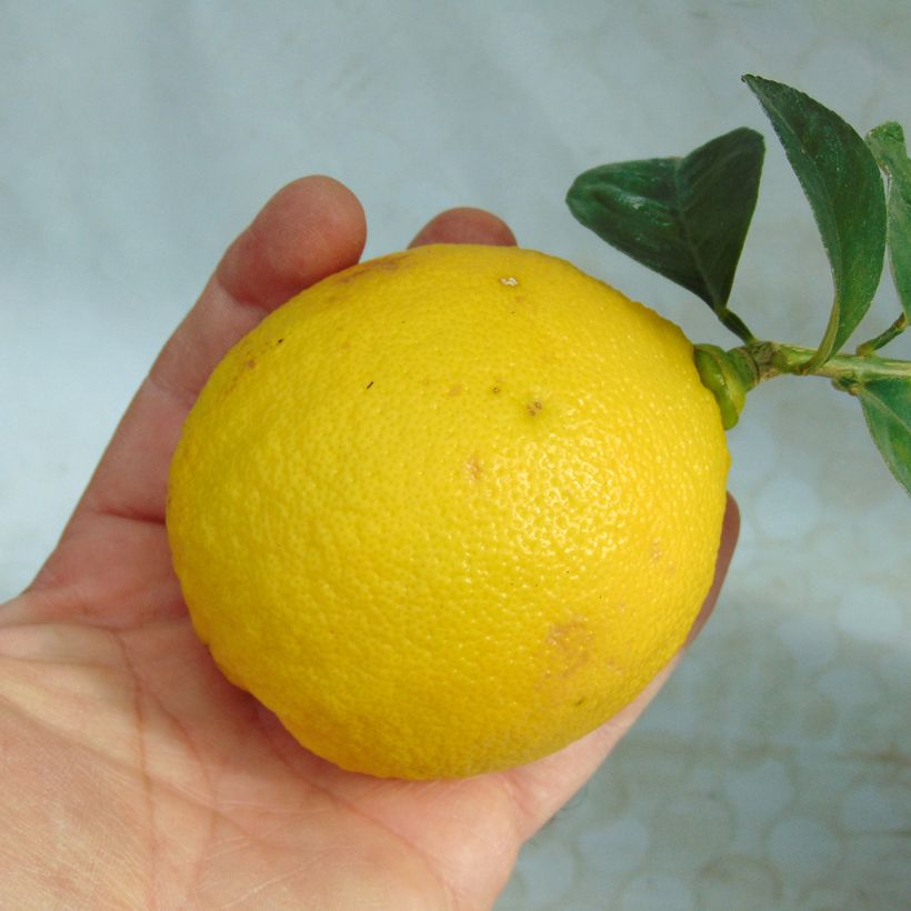 Grapefruit Star Ruby - Citrus x paradisi (Harvest)