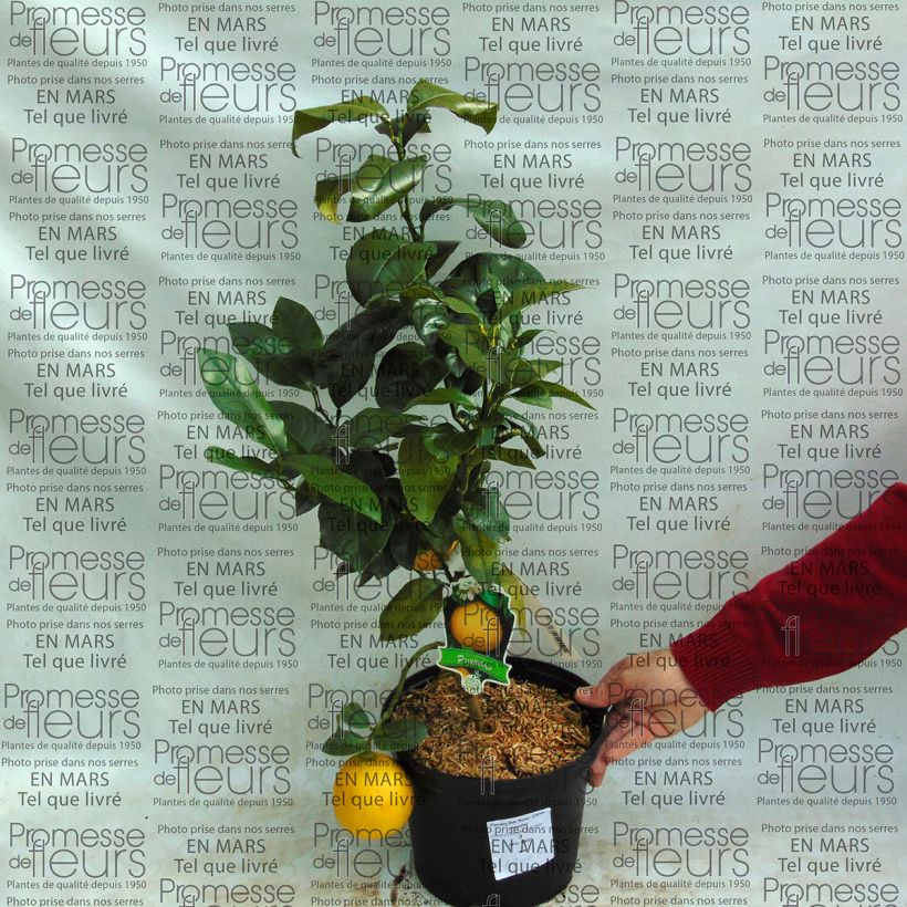 Example of Grapefruit Star Ruby - Citrus x paradisi Topf mit 4L/5L as you get
