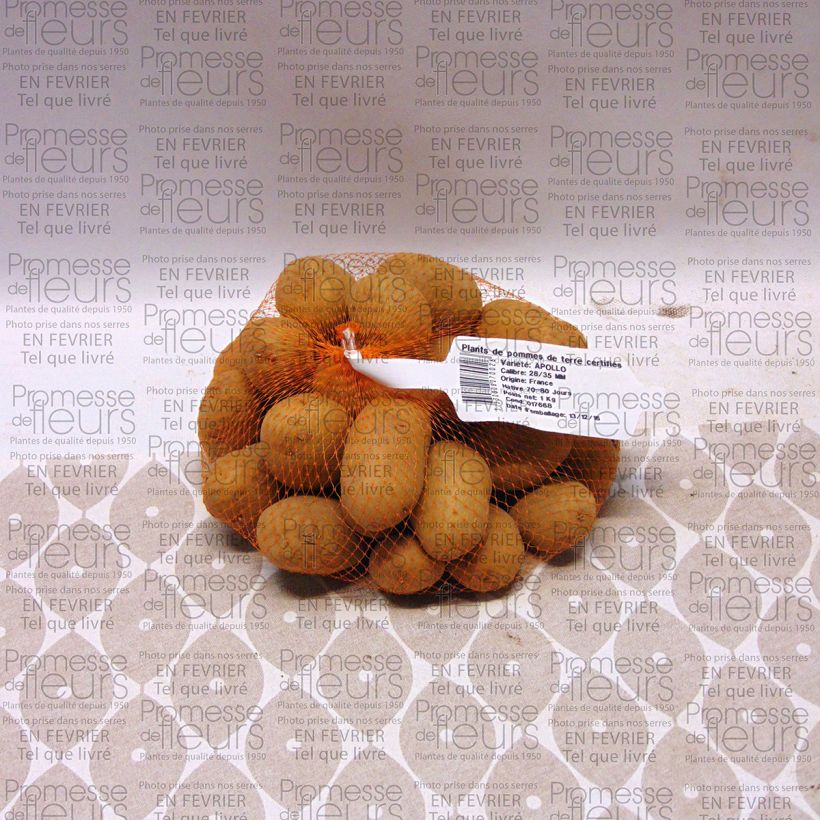 Example of Kartoffel Apollo Stück size 28/35 mm as you get