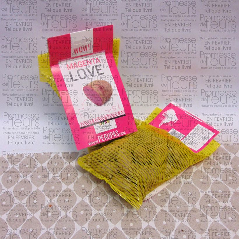 Example of Kartoffel Magenta Love Beutel mit 25 Setzlingen size 28/32 mm as you get