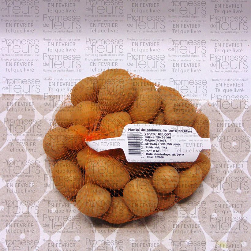 Example of Kartoffel Melody Stück size 28/35 mm as you get