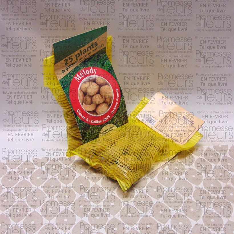 Example of Kartoffel Melody Beutel mit 25 Setzlingen size 28/35 mm as you get