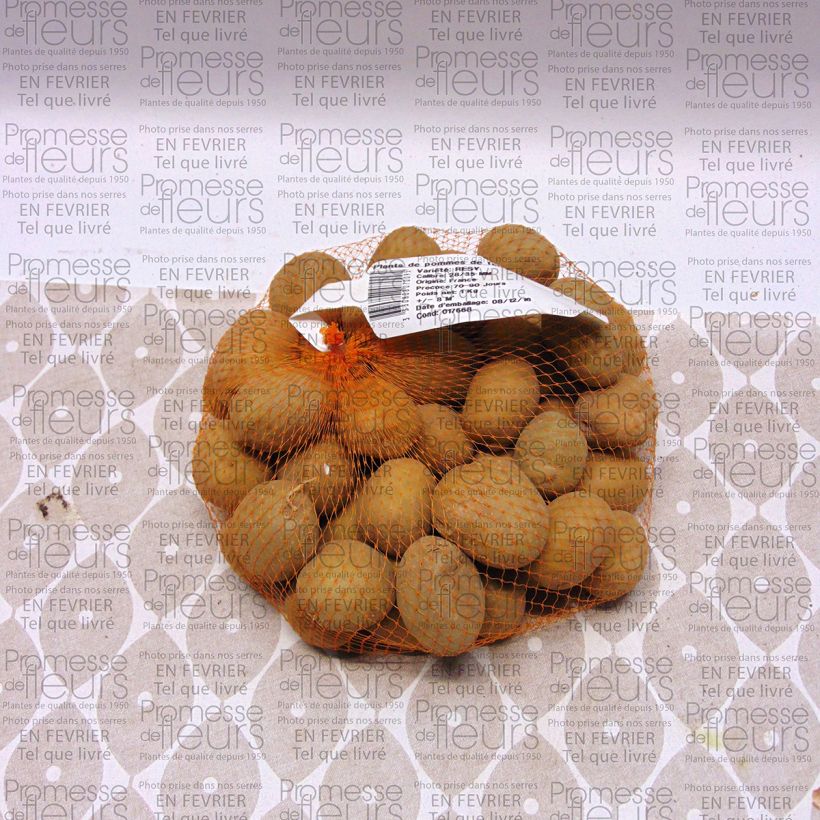 Example of Kartoffel Resy Stück size 28/35 mm as you get