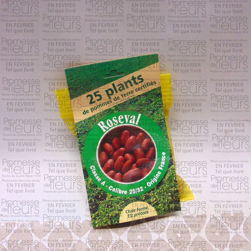 Example of Kartoffel Roseval rouge Beutel mit 25 Setzlingen size 25/32 mm as you get