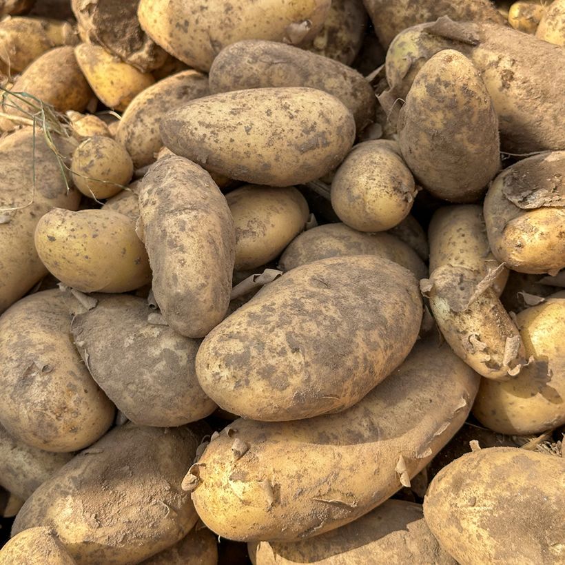 Kartoffel Spunta (Harvest)