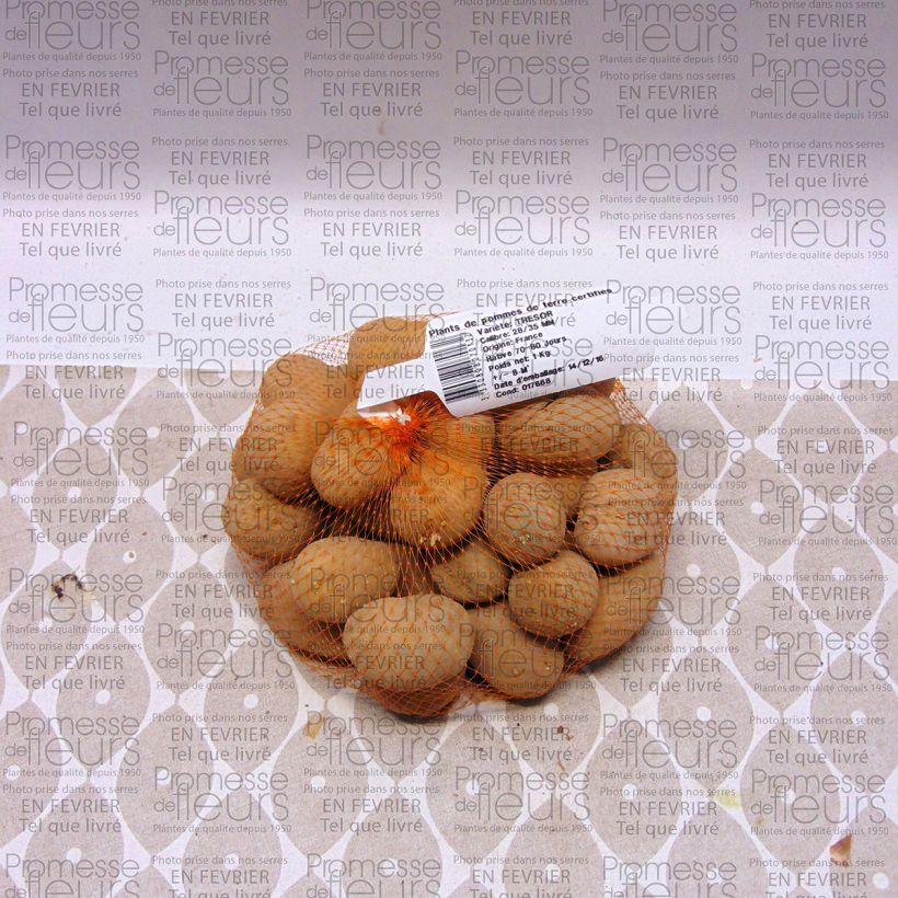 Example of Kartoffel Tresor Stück size 28/35 mm as you get