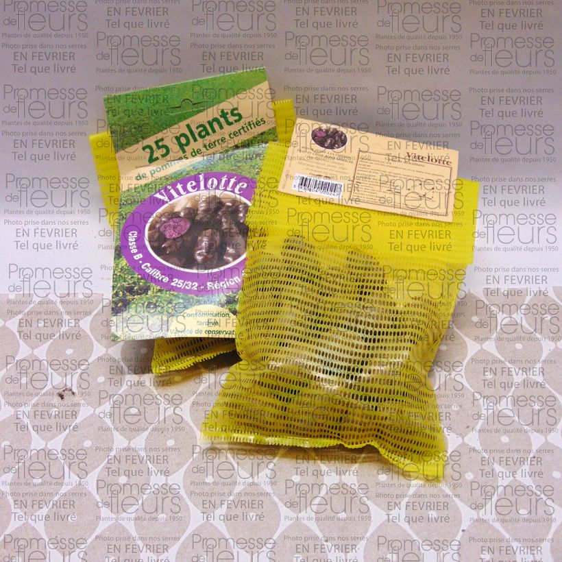 Example of Kartoffel Vitelotte Beutel mit 25 Setzlingen size 25/32 mm as you get