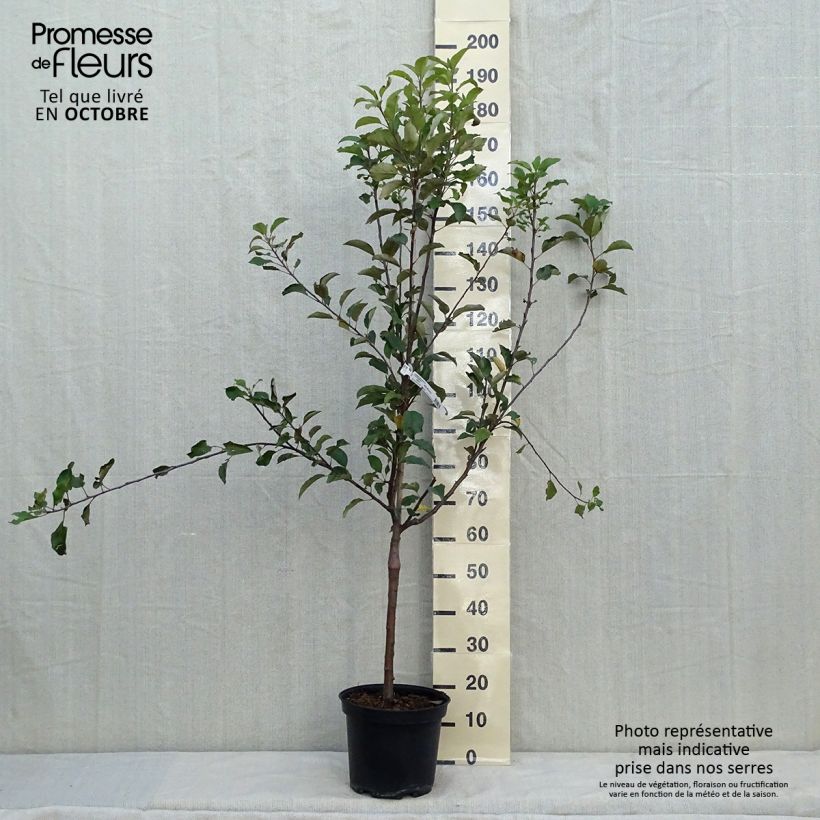 Example of Apfelbaum Antares - Malus domestica Topf mit 7,5L/10L, Gobelet-Form as you get in automne