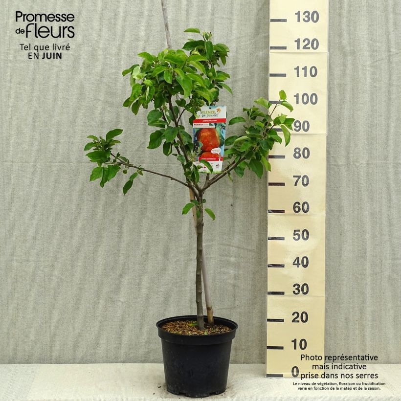 Exemplar von Apfelbaum Antares - Malus domestica Topf mit 7,5L/10L, Gobelet-Form wie im Frühjahr geliefert