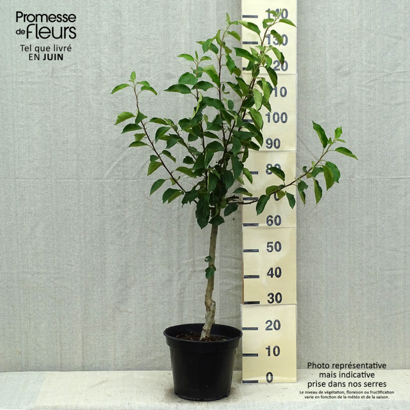 Example of Apfelbaum Ariane - Malus domestica Topf mit 7,5L/10L, Gobelet-Form as you get in ete