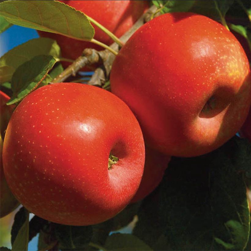 Apfelbaum Ariane - Malus domestica (Harvest)