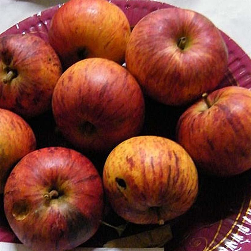 Apfelbaum Belle Fille de Salins - Malus domestica (Harvest)