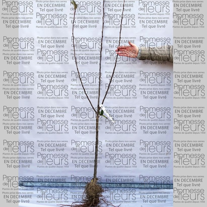 Example of Apfelbaum Belle de Boskoop - Malus domestica Wurzelnackt, Gobelet-Form as you get