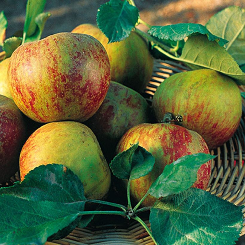 Apfelbaum Belle de Boskoop - Malus domestica (Harvest)