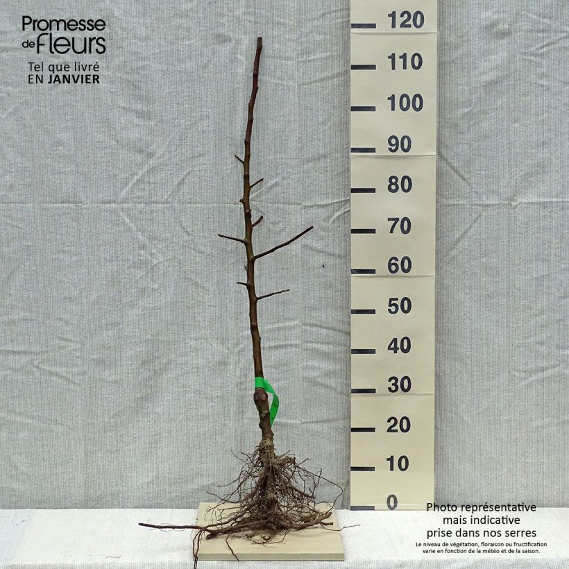 Example of Apfelbaum Belle de Boskoop Bio - Malus domestica Wurzelnackt, Heister as you get in hiver