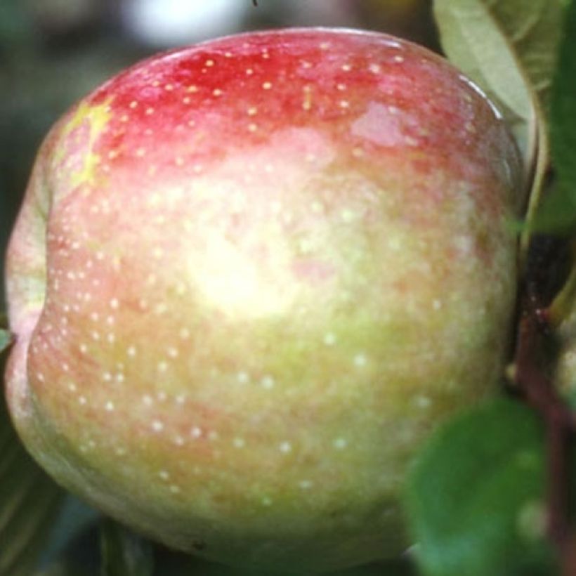 Apfelbaum Belle de Boskoop Bio - Malus domestica (Harvest)