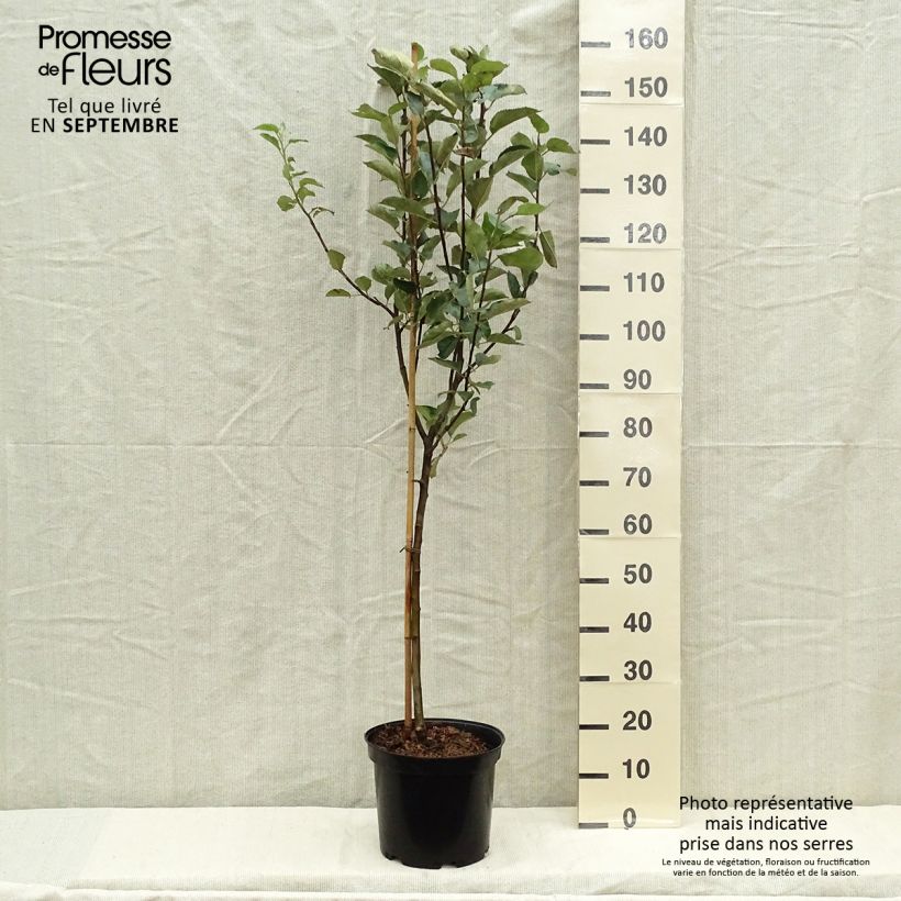 Example of Apfelbaum Belle de Boskoop - Malus domestica Topf mit 7,5L/10L, Gobelet-Form as you get in automne