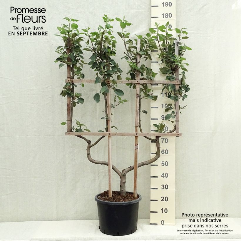 Example of Apfelbaum Belle de Boskoop - Malus domestica Topf mit 12L/15L, Spalierobst doppelte U-Form as you get in automne