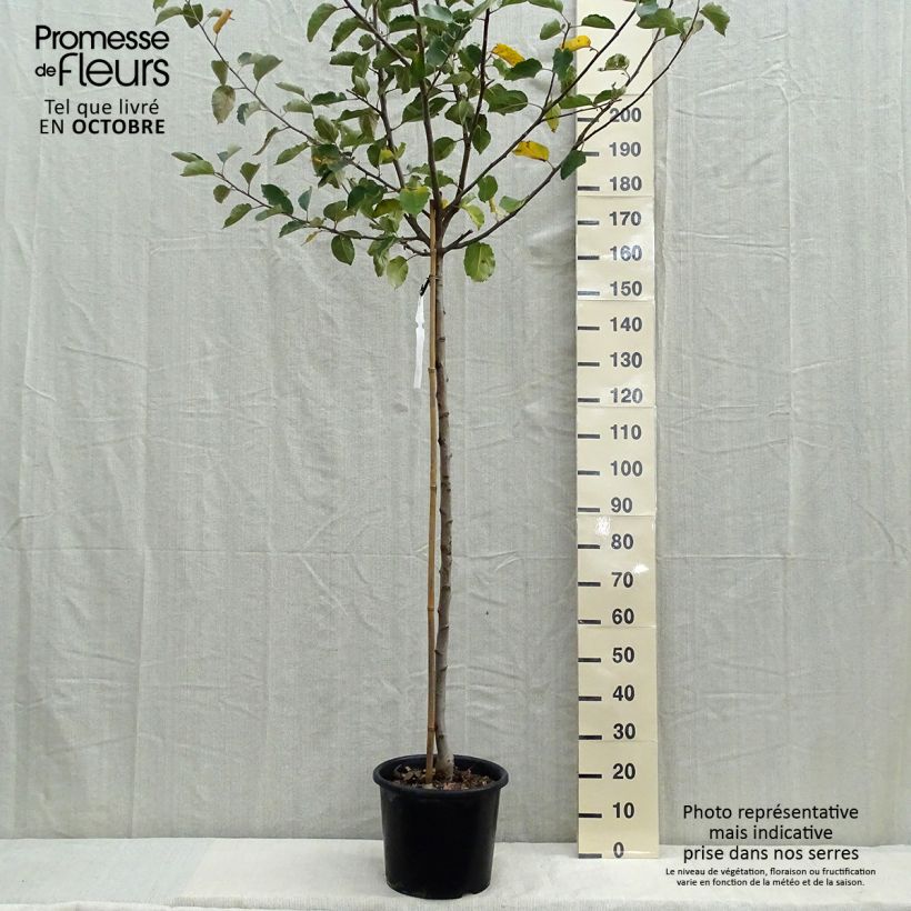 Example of Apfelbaum Belle de Boskoop - Malus domestica Topf mit 7,5L/10L, Halbstamm as you get in automne