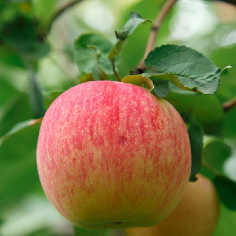 Apfelbaum Bénédictin Bio - Malus domestica (Harvest)