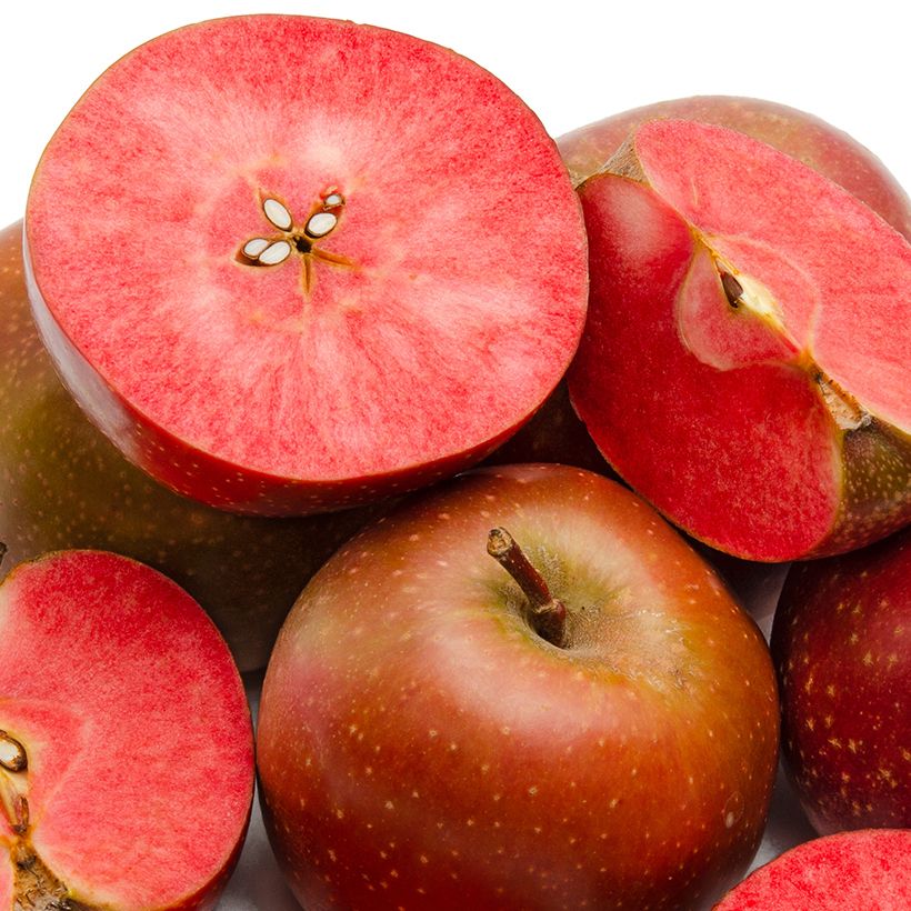 Apfelbaum Blush rosette - Malus domestica (Harvest)