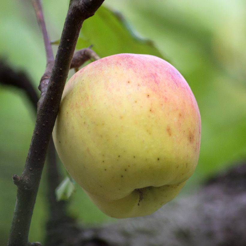 Apfelbaum Bon père - Malus domestica (Harvest)