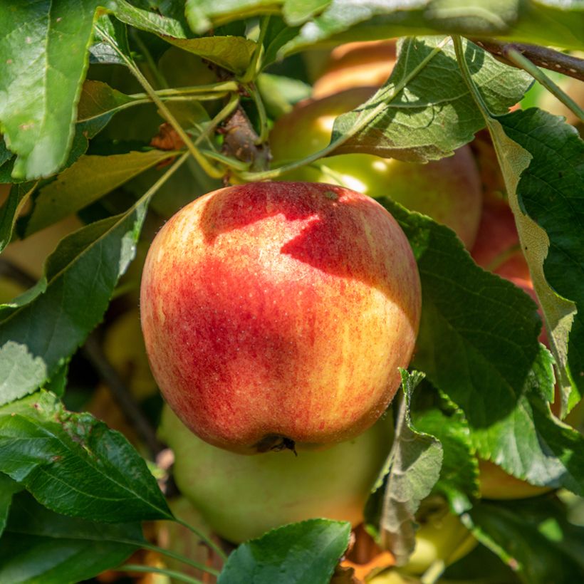 Apfelbaum Bondon Bio - Malus domestica (Harvest)