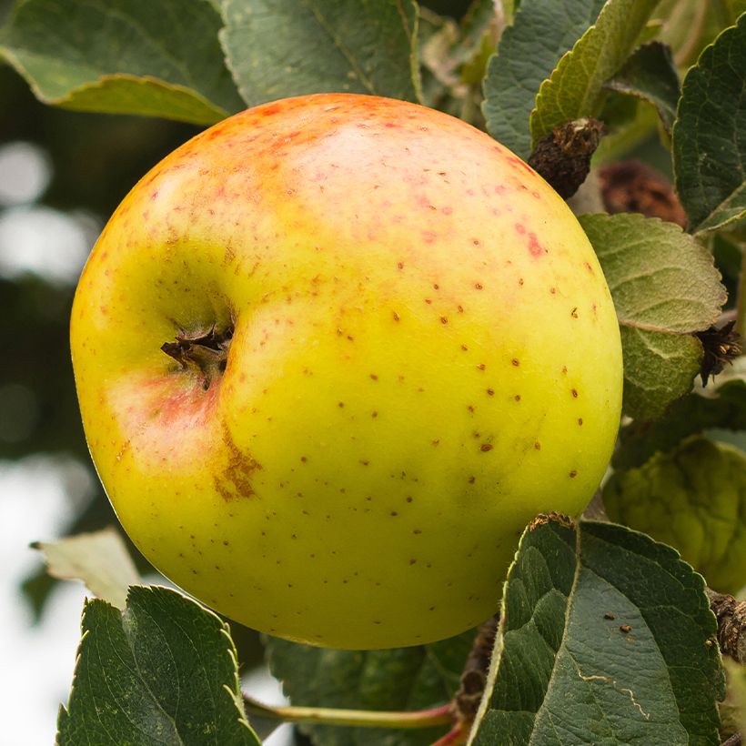 Apfelbaum Bonne Hotture - Malus domestica (Harvest)