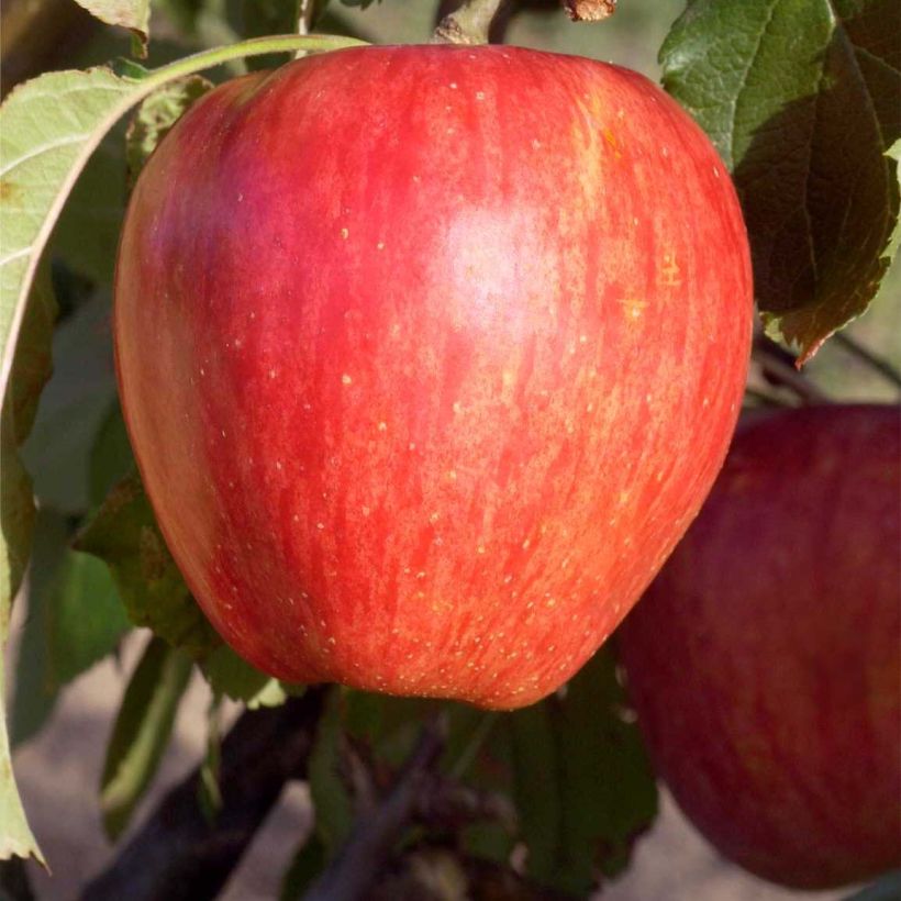 Apfelbaum Calville Rouge d'Hiver - Malus domestica (Harvest)