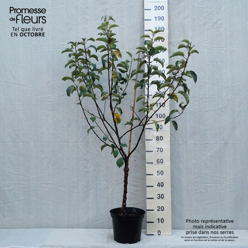 Example of Apfelbaum Calville Rouge d'Hiver - Malus domestica Topf mit 7,5L/10L, Gobelet-Form as you get in automne