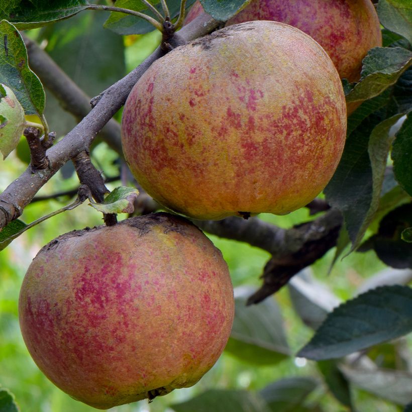 Apfelbaum Chailleux - Malus domestica (Harvest)