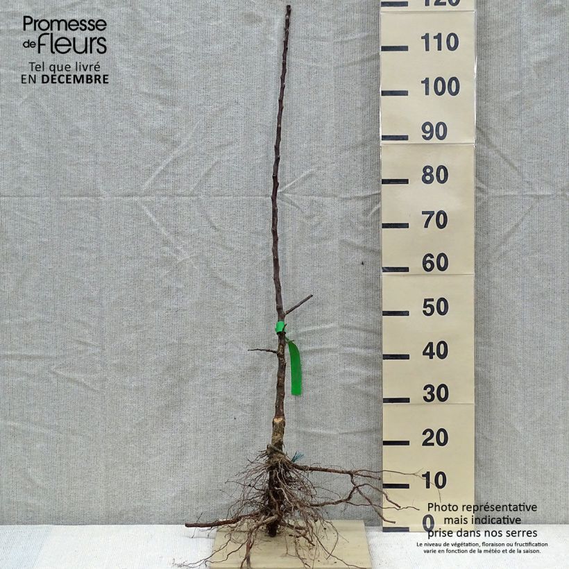 Example of Apfelbaum Châtaignier Bio - Malus domestica Wurzelnackt, Heister as you get in hiver