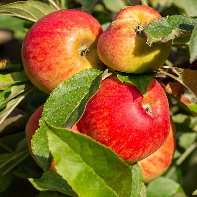 Apfelbaum Châtaignier Bio - Malus domestica (Harvest)