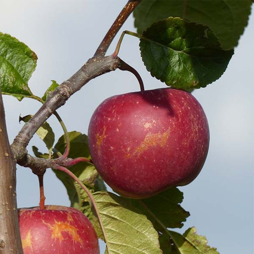 Apfelbaum Choupette - Malus domestica (Harvest)