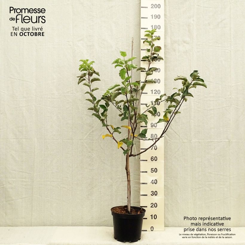 Example of Apfelbaum Choupette - Malus domestica Topf mit 7,5L/10L, Gobelet-Form as you get in automne