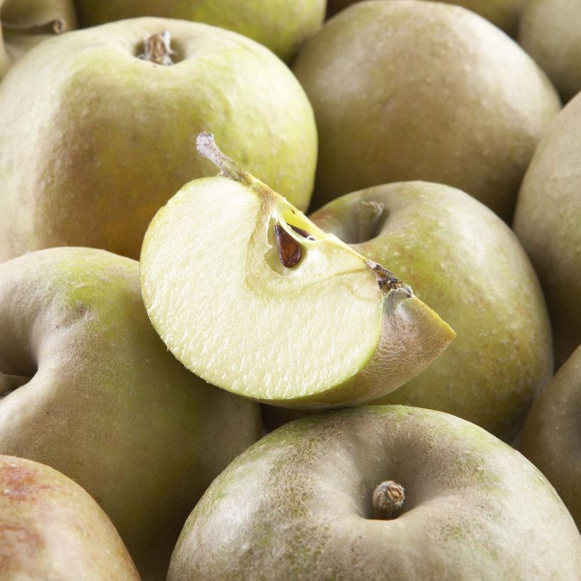 Apfelbaum Court Pendu - Malus domestica (Harvest)