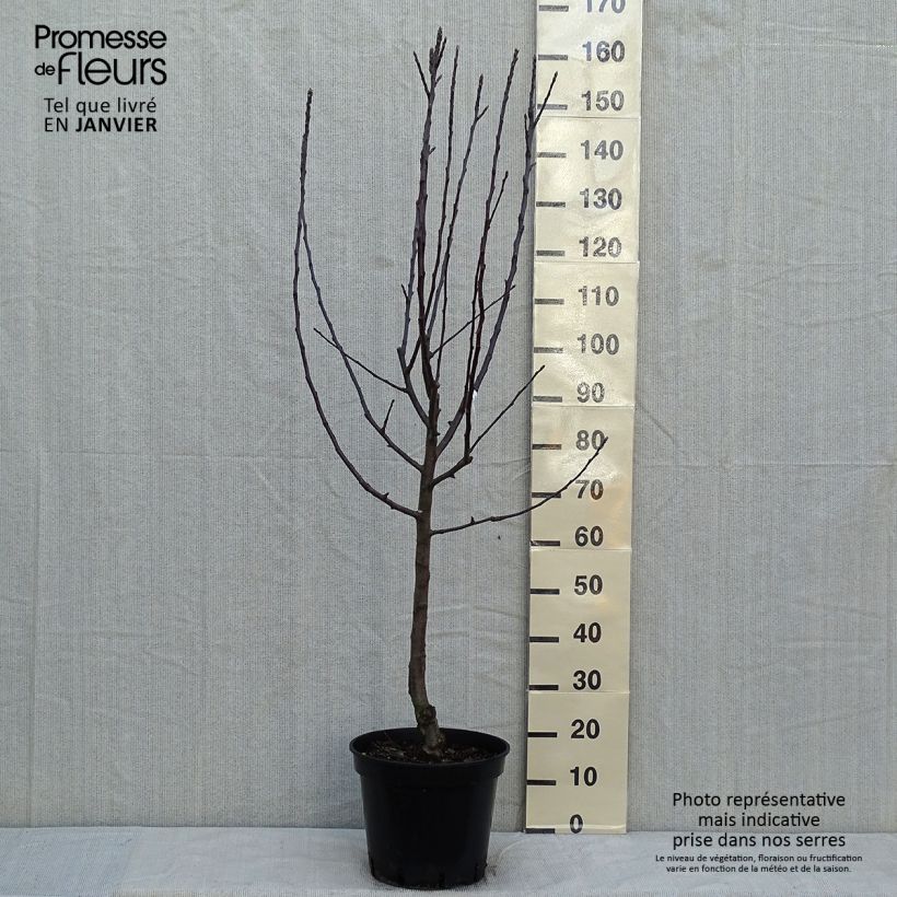 Example of Apfelbaum Cox Orange - Malus domestica Topf mit 7,5L/10L, Gobelet-Form as you get in hiver