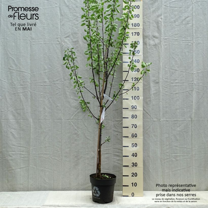 Exemplar von Apfelbaum Cox Orange - Malus domestica Topf mit 7,5L/10L, Gobelet-Form wie im Frühjahr geliefert