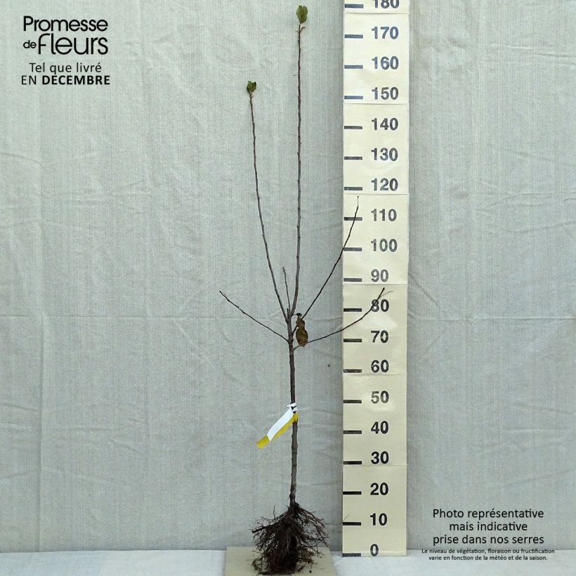 Example of Apfelbaum Cox Orange - Malus domestica Wurzelnackt, Gobelet-Form as you get in hiver