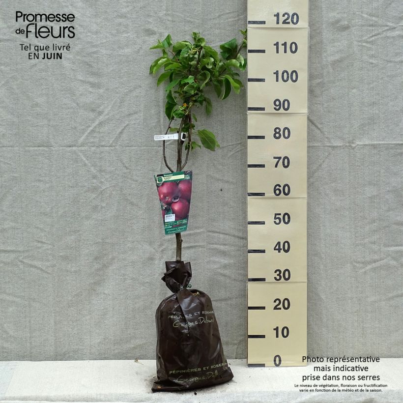 Exemplar von Apfelbaum Cybèle - Malus domestica Plug "Fertig-zum-Pflanzen", Gobelet-Form wie im Frühjahr geliefert