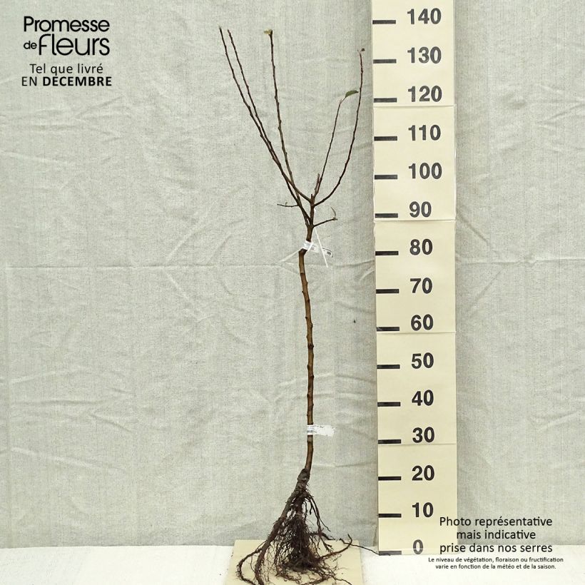 Example of Apfelbaum Delbard Celeste deltana - Malus domestica Wurzelnackt, Gobelet-Form as you get in hiver