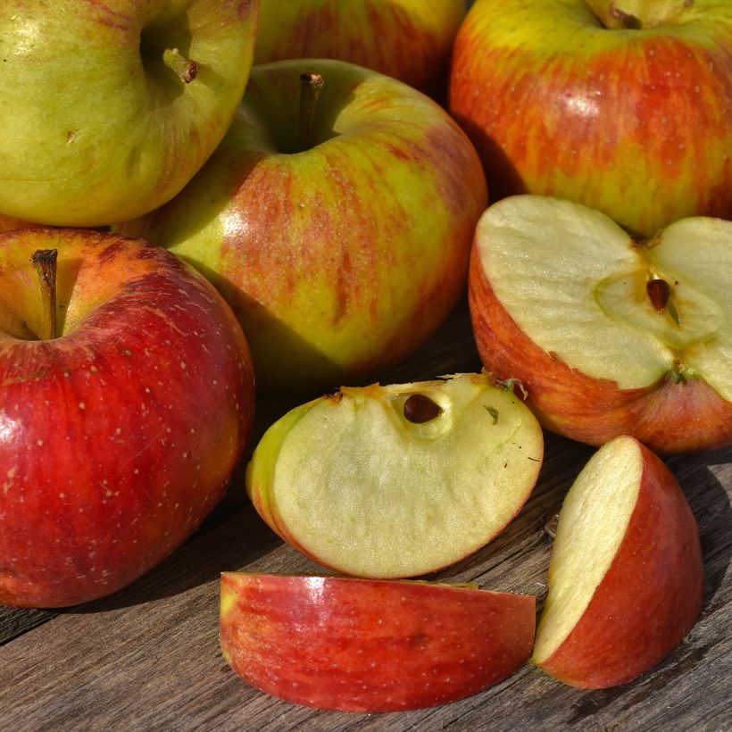 Apfelbaum Delbard Celeste deltana - Malus domestica (Harvest)