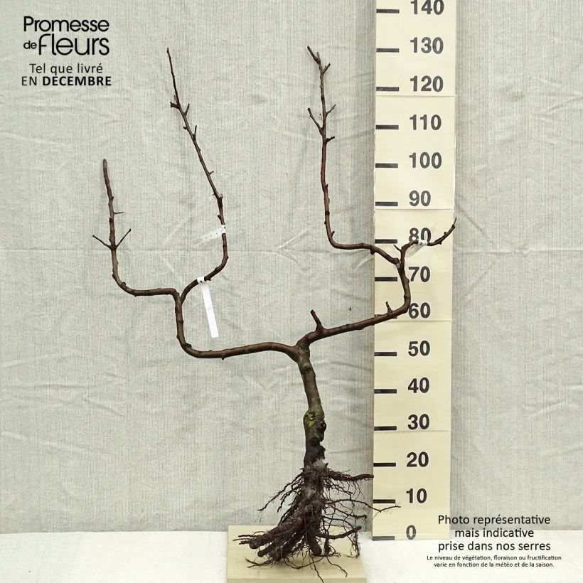 Example of Apfelbaum Divine delcored - Malus domestica Wurzelnackt, Spalierobst doppelte U-Form as you get in hiver