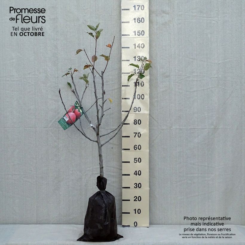 Example of Apfelbaum Delbard Jubilé - Malus domestica Plug "Fertig-zum-Pflanzen", Gobelet-Form as you get in automne