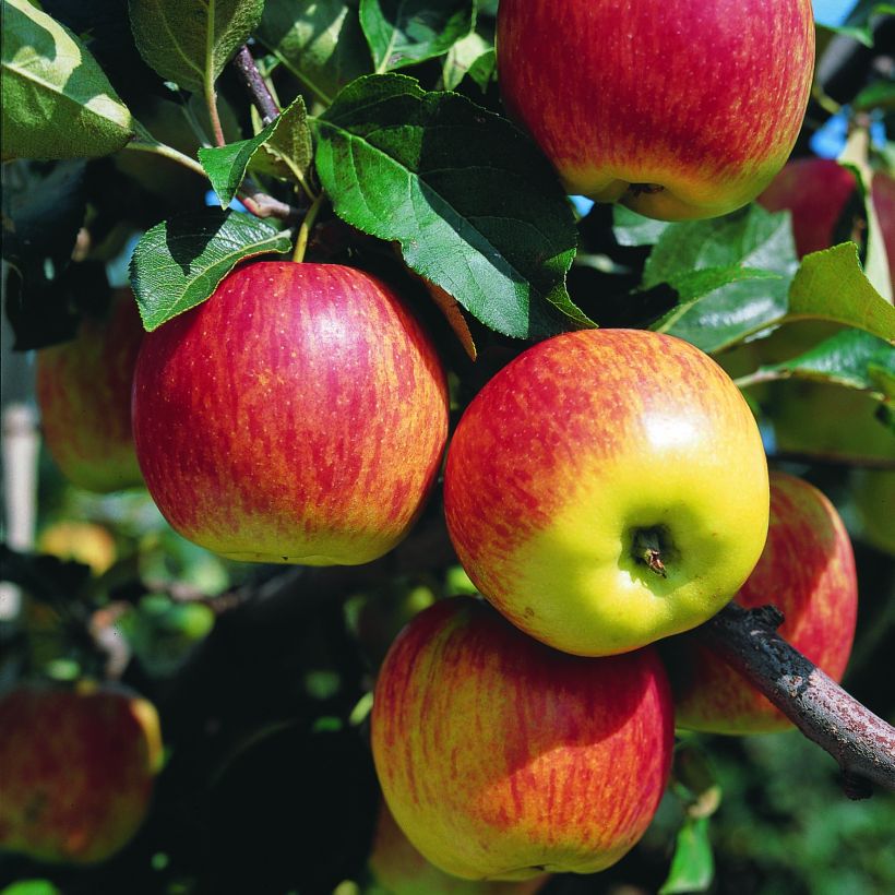 Apfelbaum Delbarestivale - Malus domestica (Harvest)