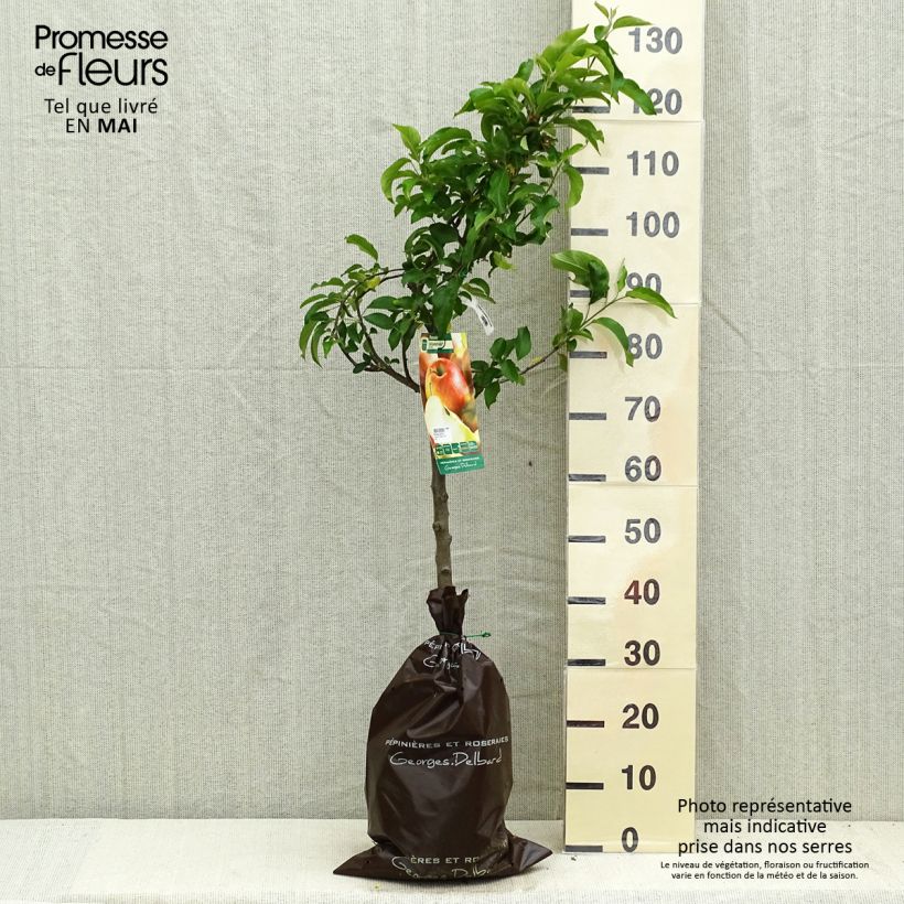 Exemplar von Apfelbaum Delbarestivale - Malus domestica Plug "Fertig-zum-Pflanzen", Gobelet-Form wie im Frühjahr geliefert