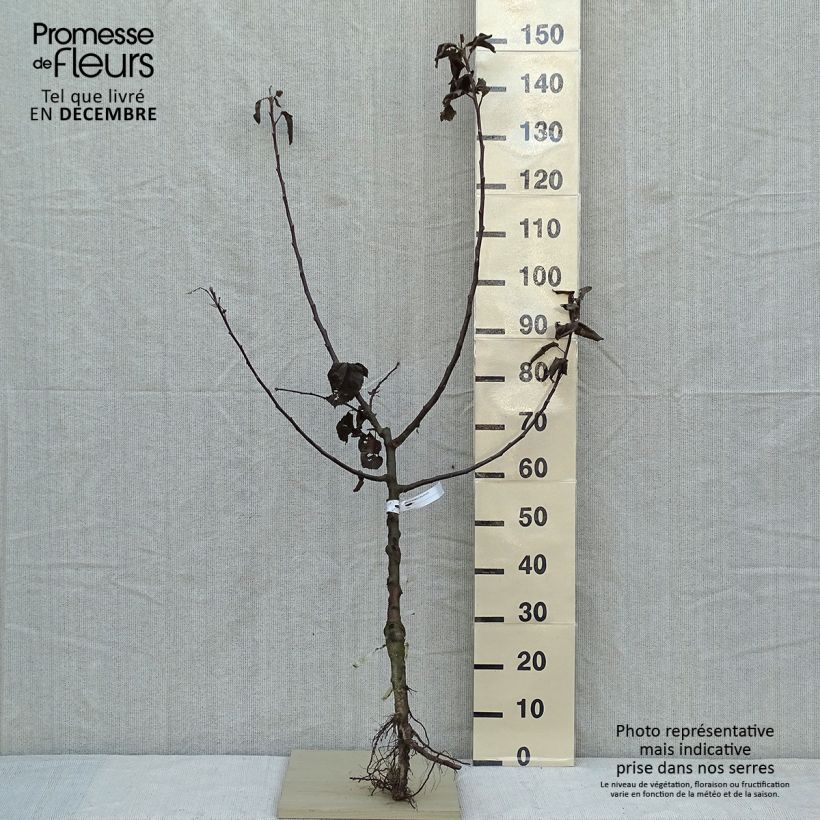 Example of Apfelbaum Double Belle Fleur - Malus domestica Wurzelnackt, Gobelet-Form as you get in hiver