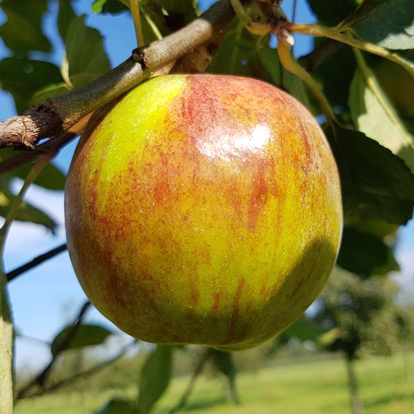 Apfelbaum Double Belle Fleur - Malus domestica (Harvest)