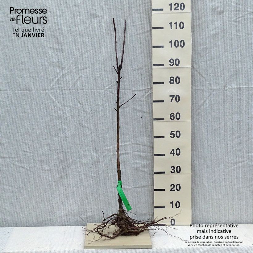 Example of Apfelbaum Elstar - Malus domestica Wurzelnackt, Heister as you get in hiver