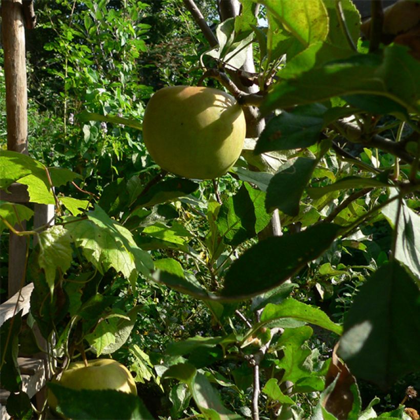 Apfelbaum Elstar - Malus domestica (Harvest)